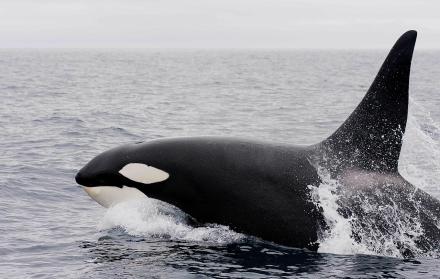 Una orca logra imitar el lenguaje humano 