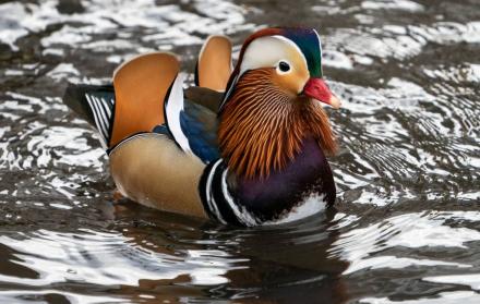 Un pato asiático en el Central Park cautiva las redes