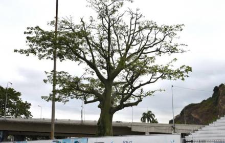 Así lucía el ceibo que fue talado, por la ubicación de la Aerovía, el 17 de septiembre.