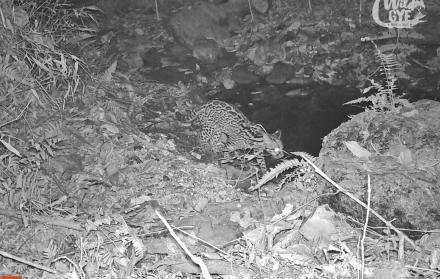 Especie. Una de las cámaras captó a un ocelote durante la noche.
