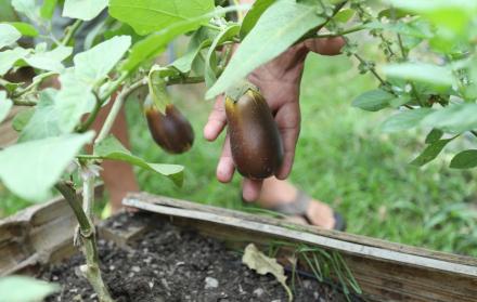 Mientras cada producto que se distribuye en el mercado pasa por hasta cinco manos, en los huertos urbanos salen del jardín de la casa directamente a la mesa.