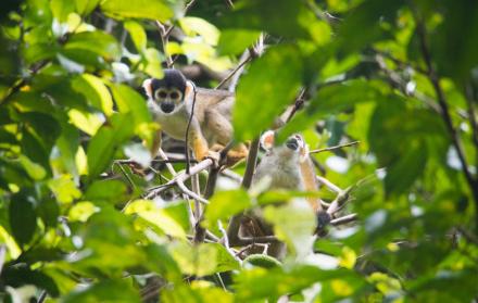 Biodiversidad. La Reserva Mamirauá tiene una gran densidad de especies animales, como el mono oloroso, y en su conservación participa la población local con apoyo estatal y de ONG.