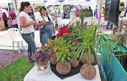 Kokedama. Es una técnica japonesa que permite tener plantas sin maceta, para ello las raíces descansan en una bola de musgo; el cual le permite recibir el agua y los nutrientes para vivir.