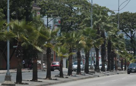 Ubicación. Palmeras fueron colocadas a lo largo de la avenida Francisco de Orellana, en el norte de la ciudad.
