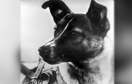 Laika fue puesta en órbita el 3 de noviembre de 1957. La perra sobrevivió apenas unas horas.