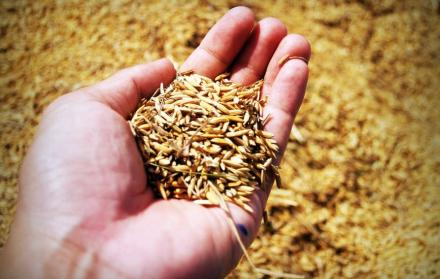 Referencial. El ministro de Agricultura y Ganadería dijo que con la presentación de las ofertas para exportar leche y arroz, Ecuador tiene la posibilidad de cumplir con la demanda de Venezuela.