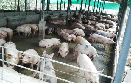 60 por ciento de la carne que se produce en el país proviene de procesos industriales.