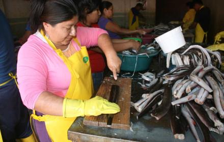 Negocios. El fileteado del pez ha permitido dar empleo a mujeres, especialmente, en los puertos.