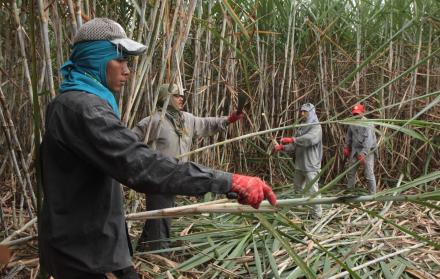 El mercado. En el país existen 7 ingenios, que para este año prevén producir 11’200.000 sacos de azúcar, frente a los 10’500.000 que se demandan.
