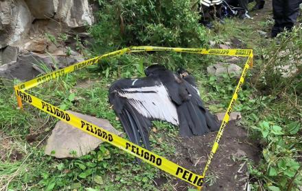 El cuerpo del cóndor fue encontrado en pasado 12 de diciembre.