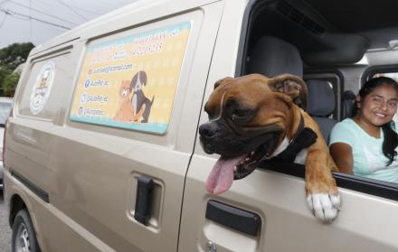 Transporte. Evelin Jumbo, dueña de Auto Pet, quien ofrece tours dentro de Ecuador para llevar a la mascota de viaje junto a sus dueños.