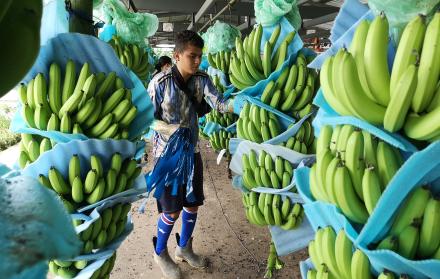 banano+producción+precios bajos