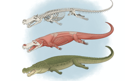 deinosuchus-ilustracion