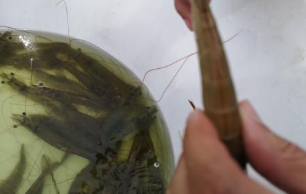 Camarones