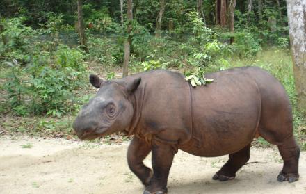 rinoceronte de sumatra