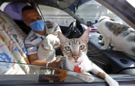mascotas en el taxi