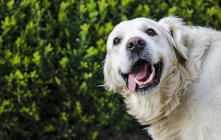 Perro