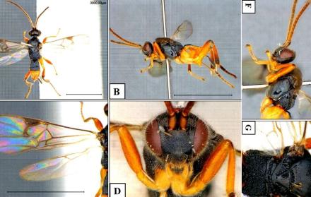 godzilla-avispa-asesina-japon-parasitaria