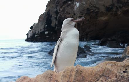 Pinguino blanco