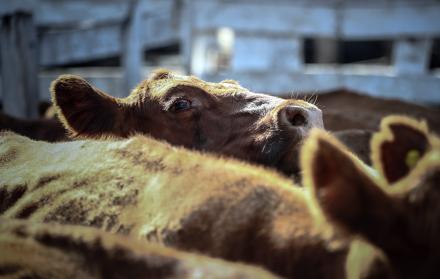Una lagrima cae del ojo de una vaca que espera ser vendida para luego ser faenada, el 12 de enero de 2021, en el Mercado de Hacienda de Liniers, en la Ciudad de Buenos Aires (Argentina)