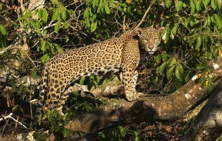 Fotografía cedida por WWF que muestra un jaguar (Panthera onca) en la región de Pantanal (Brasil).