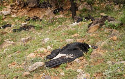 Fotografía cedida este lunes por el Gobierno Autónomo Departamental de Tarija donde se muestran varios cóndores muertos, en Tarija (Bolivia).