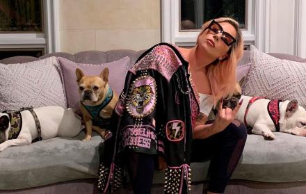 Lady Gaga y sus perros