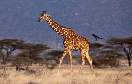 Con su excepcional anatomía y sus adaptaciones evolutivas, la jirafa es un caso excepcional de evolución y fisiología animal.