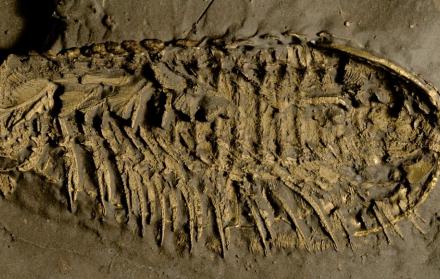 Fósil de trilobite conservado en pirita.