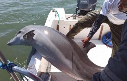 rescate-delfin-ecuador