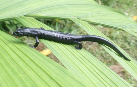 Fotografía cedida hoy por el científico Daniel Ariano-Sánchez que muestra una salamandra de la especie Bolitoglossa Qeqom, en San Cristóbal Verapaz, Alta Verapaz (Guatemala).