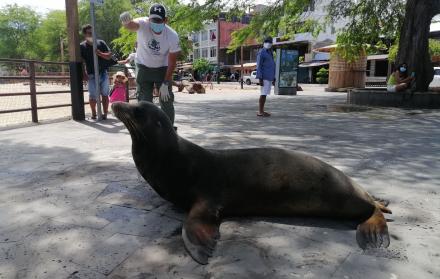 Fotografía cedida por el Parque Nacional Galápagos, que muestra al lobo marino de la isla San Cristóbal en las islas Galápagos (Ecuador).