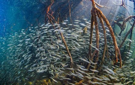 Los manglares del archipiélago ecuatoriano de Galápagos son ecosistemas claves para la diversidad de especies de peces, según un estudio revelado este martes por la Fundación Charles Darwin, la Universidad de California y con el apoyo de la Dirección del