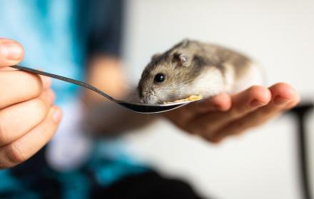 hamster