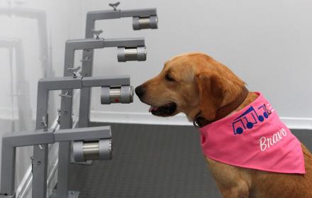 Un perro de raza labrador-retriever adiestrado para detectar casos de infección por COVID-19, se sienta después de detectar un caso en botes que contienen muestras de sudor humano, dentro de un vehículo para la inspección durante un pase para la prensa es