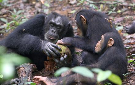 Más resilientes de lo que se pensaba anteriormente: los chimpancés salvajes que pierden a su madre a una edad temprana superan el trauma después de un par de años y sus niveles de la hormona del estrés vuelven a la normalidad.