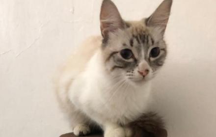 GATITOS