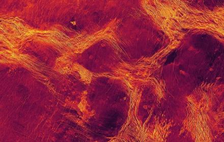 Vista de radar en falso color de 1.100 km de ancho de la Planicie de Lavinia, una de las regiones bajas de Venus donde la litosfera se ha fragmentado en bloques (púrpura) delineados por cinturones de estructuras tectónicas (amarillo).