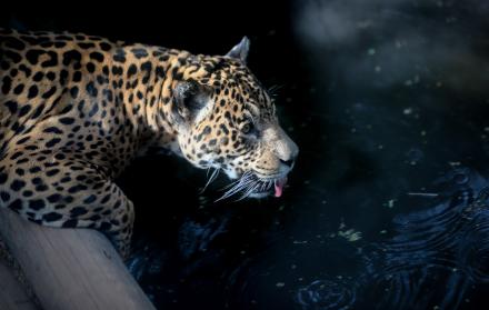 El jaguar ha perdido aproximadamente el 50 % de su rango de distribución, siendo el Perú el país que alberga su segunda mayor población, solo por detrás de Brasil.