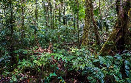 otografía cedida por Smithsonian de Panamá de bosque de Oreomunnea mexicana en la Reserva Hidrológica de Fortuna, en Panamá.