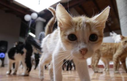 Gatos Fundación Mininos Felices 1