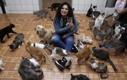 Gatos Fundación Mininos Felices 2