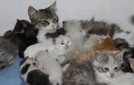 Gatos Fundación Mininos Felices 3