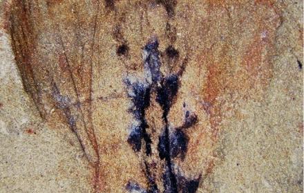 Vista de la parte anterior del fósil fotografiada con luz directa y mostrando las huellas oscuras de los ojos laterales. La barra de escala equivale a 2 milímetros.