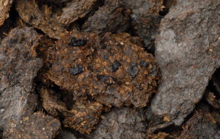 Esta imagen muestra excrementos humanos de 2.600 años de antigüedad procedentes de las minas de sal de Hallstatt, en los que se aprecian judías, mijo y cebada.