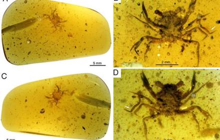 El descubrimiento de un cangrejo casi perfectamente conservado en un ámbar de 100 millones de años, el más antiguo de aspecto moderno jamás encontrado, esclarece la historia evolutiva de estos crustáceos.