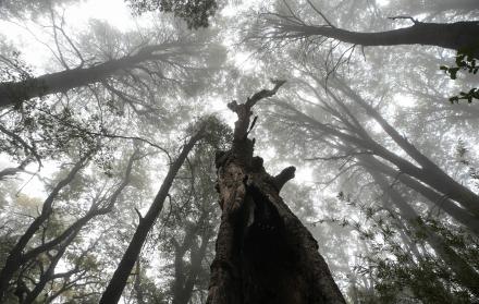 Vista de un bosque en la región del Maule, Chile, en una fotografía de archivo.