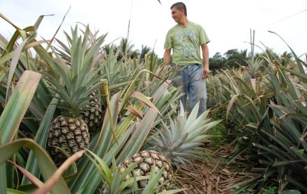 Piña