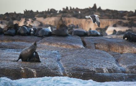 Un grupo de focas descansa en una roca en una imagen de archivo.