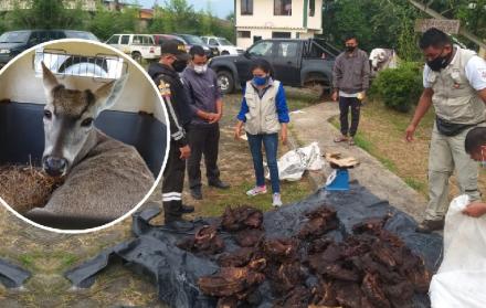 El consumo de carne silvestre es un delito sancionado en Ecuador.
